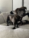 BO
