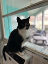 Stella