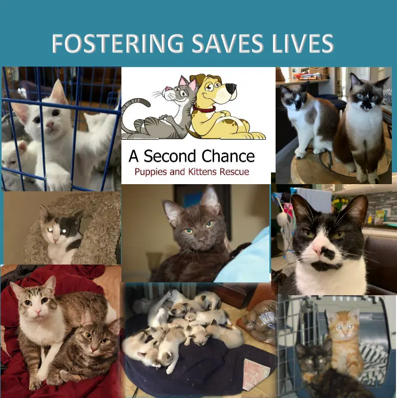 I Want To Foster To Adopt A Cat image 2