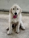 Ollie (the lab poodle) *