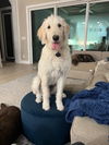 Ollie (the lab poodle) *
