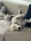 Ollie (the lab poodle) *