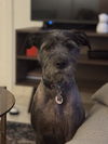 Pookie