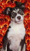 Suri