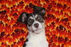 Suri