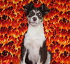 Suri