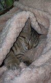 Finn (kitten)