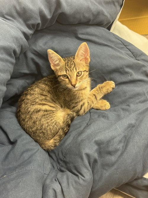 Finn (kitten)