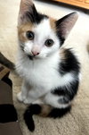 Taffy