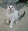 Trixie (polydactyl) *