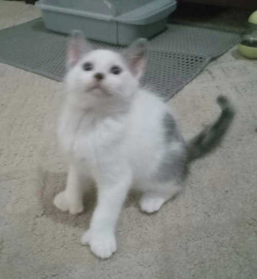 Trixie (polydactyl) *
