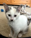 Trixie (polydactyl)