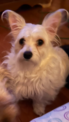 Trixie