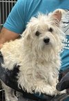 Trixie (dog)