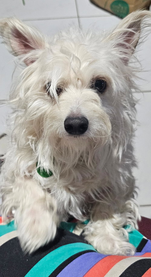 Trixie *(dog)