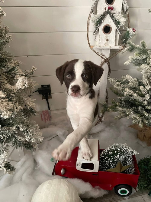Delilah *