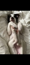 Delilah *