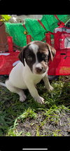 Daisy
