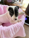 Emma *(puppy)