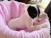 Emma *(puppy)