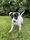 Emma *(puppy)