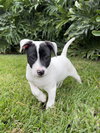 Emma *(puppy)