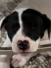 Emma *(puppy)