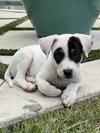 Elliott