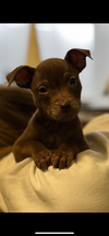 Toffee