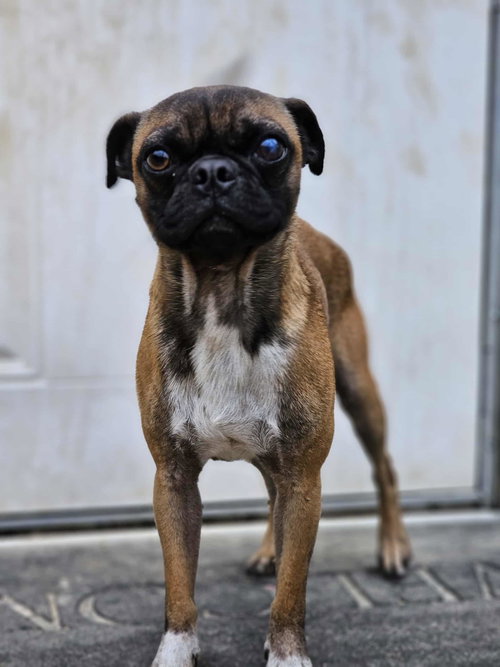 Pancho