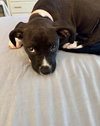 Fletcher (female)*