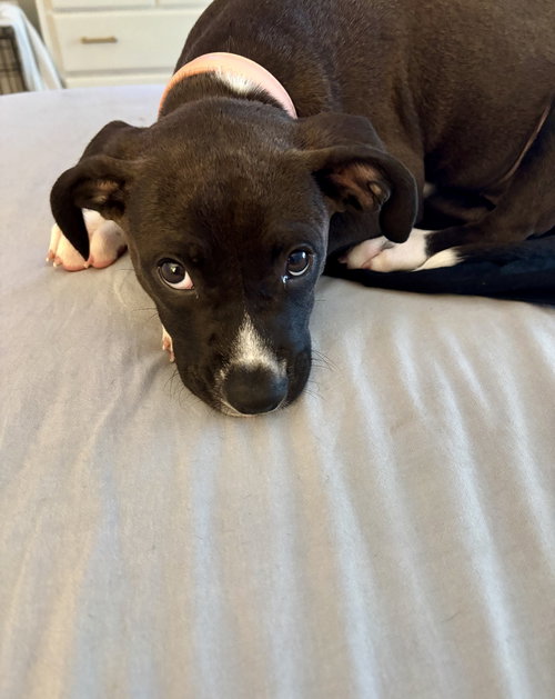 Fletcher (female)*