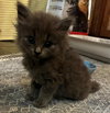Gray, Meredith *