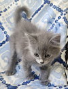 Gray, Meredith *