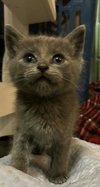 Gray, Earl