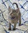Gray, Earl