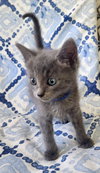 Gray, Earl