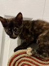 Cayenne