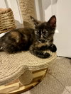 Cayenne
