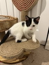 Chili