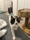 Chili