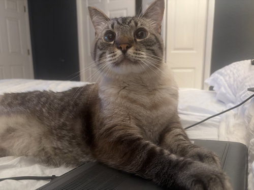 CARLOS - Siamese available for adoption