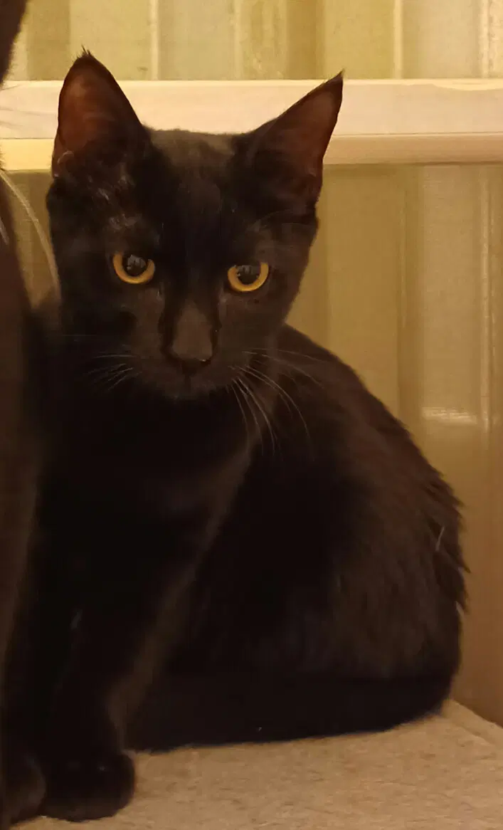 Sam - Domestic Short Hair