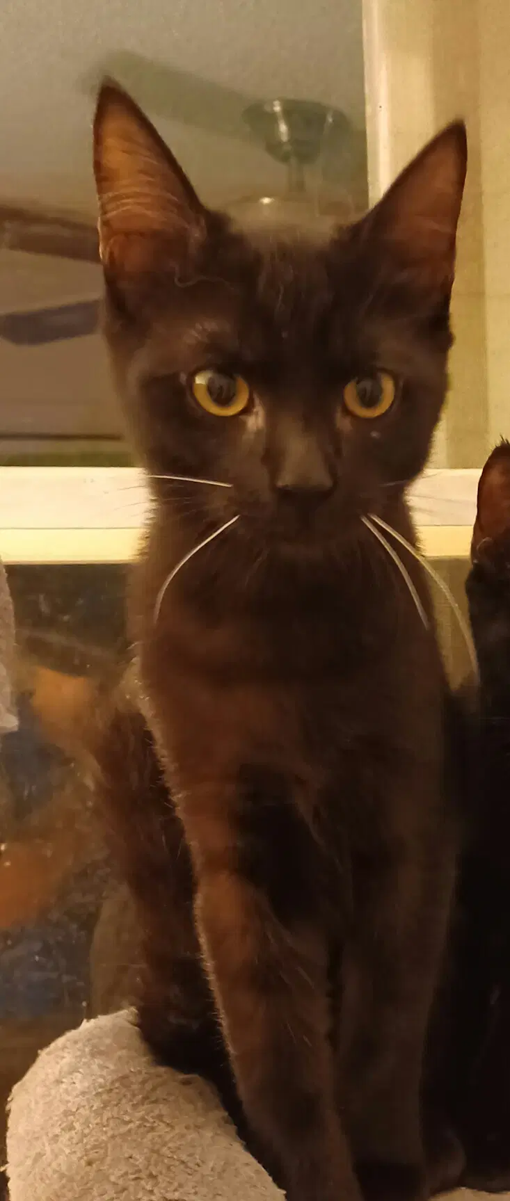 Dean - Domestic Short Hair