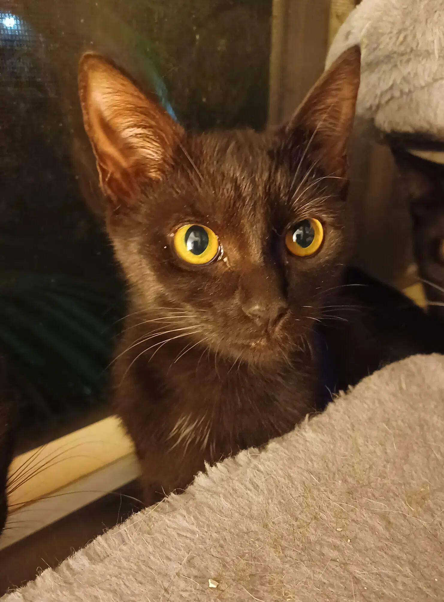 Sadie - Domestic Short Hair