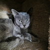 Lady Grey *