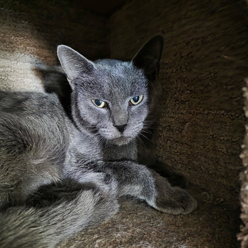 LADY GREY * - Domestic Short Hair available for adoption