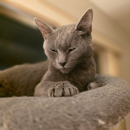 Lady Grey *