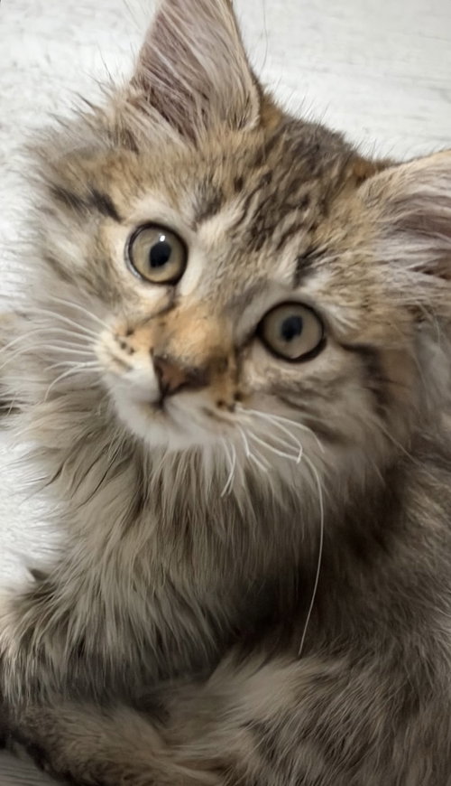 Chloe