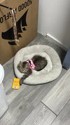 Chloe